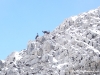 week-end- neige- raquettes-faune-1